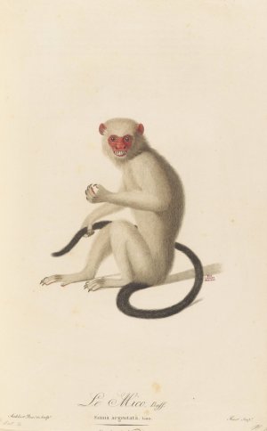 Le Mico Oil painting by Jean-Baptiste Audebert