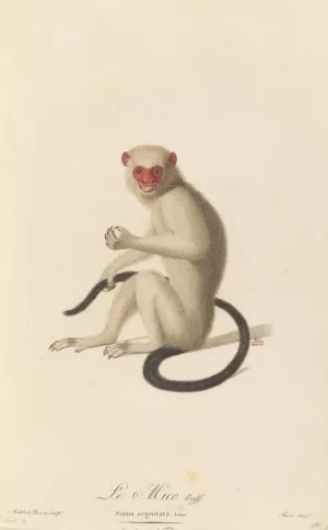 Le Mico by Jean-Baptiste Audebert Oil Painting