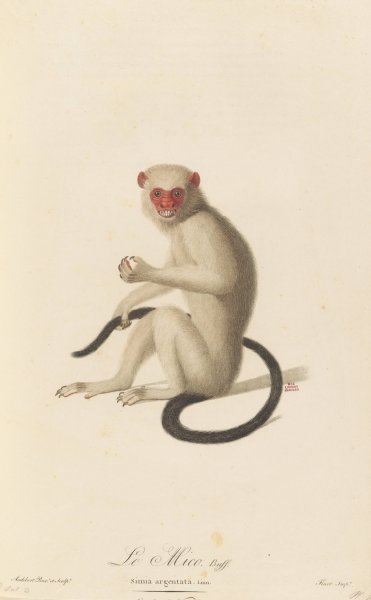 Le Mico  by Jean-Baptiste Audebert - Hand-Painted Oil Painting Reproduction