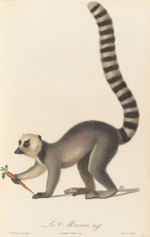 Le Mococo Oil painting by Jean-Baptiste Audebert