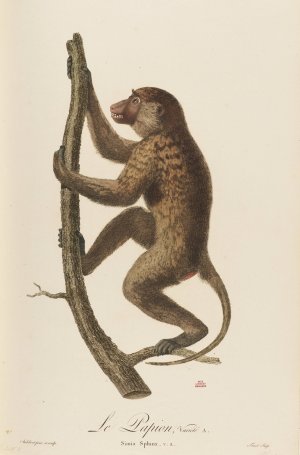 Le Papion, variete A Oil painting by Jean-Baptiste Audebert