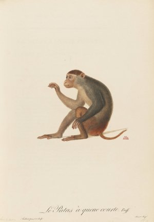 Le Patas a queue courte by Jean-Baptiste Audebert Oil Painting