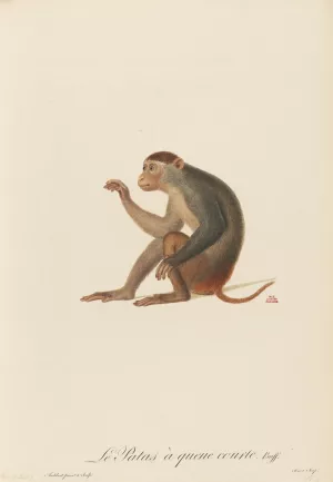 Le Patas a queue courte by Jean-Baptiste Audebert Oil Painting