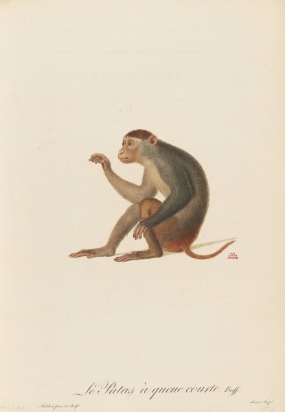 Le Patas a queue courte  by Jean-Baptiste Audebert - Hand-Painted Oil Painting Reproduction
