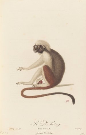 Le Pinche by Jean-Baptiste Audebert Oil Painting