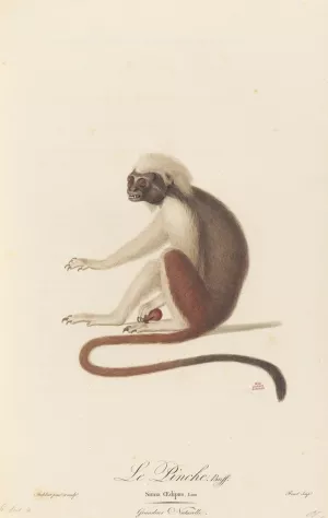 Le Pinche by Jean-Baptiste Audebert Oil Painting