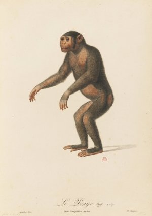 Le Pongo by Jean-Baptiste Audebert Oil Painting