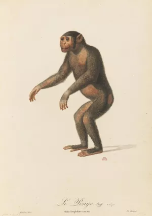 Le Pongo Oil painting by Jean-Baptiste Audebert