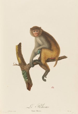 Le Rhesus by Jean-Baptiste Audebert Oil Painting