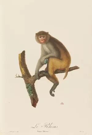 Le Rhesus by Jean-Baptiste Audebert Oil Painting