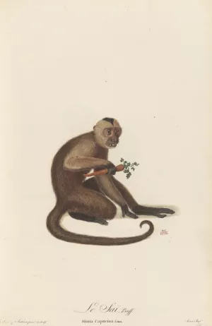 Le Sai by Jean-Baptiste Audebert Oil Painting