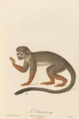 Le Saimiri by Jean-Baptiste Audebert Oil Painting