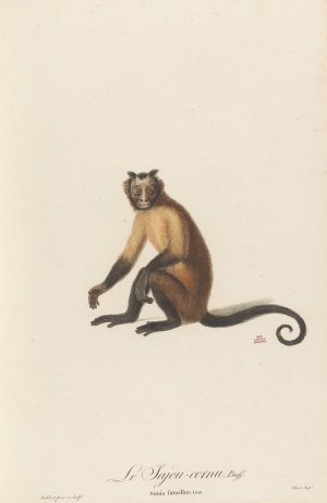 Le Sajou cornu Oil painting by Jean-Baptiste Audebert