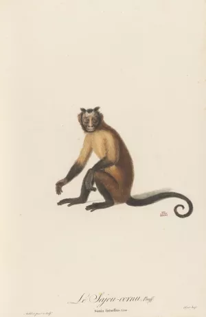Le Sajou cornu by Jean-Baptiste Audebert Oil Painting