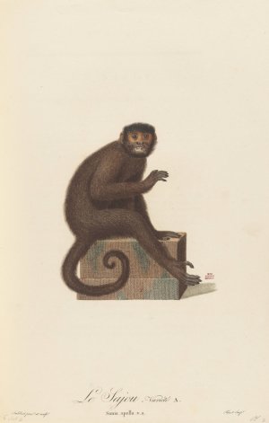 Le Sajou variete a Oil painting by Jean-Baptiste Audebert