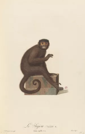 Le Sajou variete a Oil painting by Jean-Baptiste Audebert