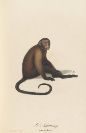 Le Sajou by Jean-Baptiste Audebert Oil Painting