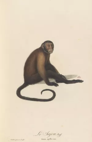Le Sajou by Jean-Baptiste Audebert Oil Painting