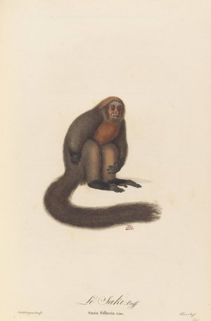 Le Saki by Jean-Baptiste Audebert Oil Painting
