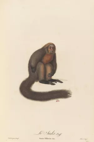 Le Saki Oil painting by Jean-Baptiste Audebert