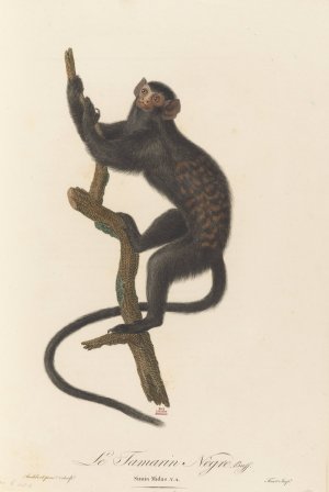 Le Tamarin Negre by Jean-Baptiste Audebert Oil Painting