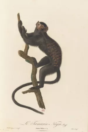 Le Tamarin Negre Oil painting by Jean-Baptiste Audebert