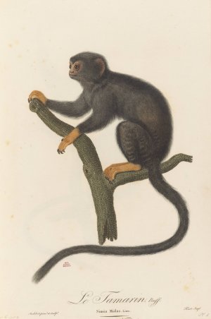 Le Tamarin by Jean-Baptiste Audebert Oil Painting