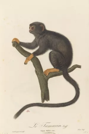 Le Tamarin by Jean-Baptiste Audebert Oil Painting