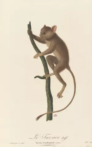 Le Tarsier by Jean-Baptiste Audebert Oil Painting