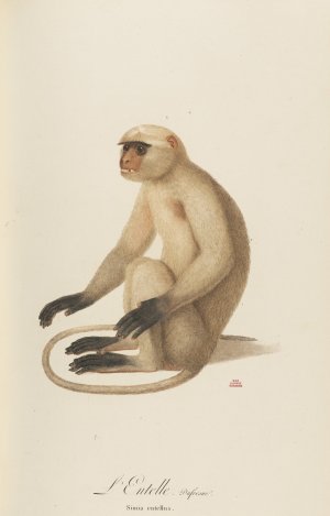 L'Entelle by Jean-Baptiste Audebert Oil Painting