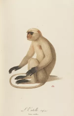 L'Entelle by Jean-Baptiste Audebert Oil Painting