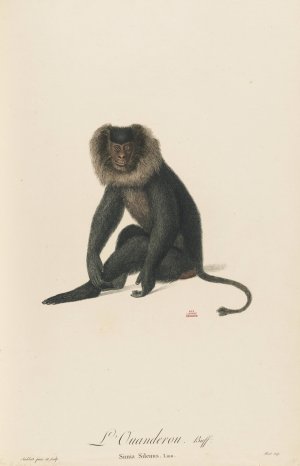 L'Ouanderou by Jean-Baptiste Audebert Oil Painting