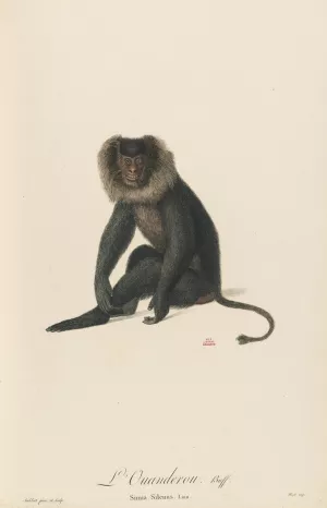 L'Ouanderou by Jean-Baptiste Audebert Oil Painting