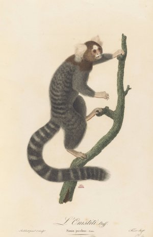 L'Ouistiti by Jean-Baptiste Audebert Oil Painting