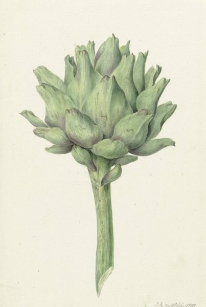 Artisjok  by Jean Bernard - Hand-Painted Oil Painting Reproduction