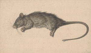 Dode Rat by Jean Bernard Oil Painting