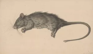 Dode Rat Oil painting by Jean Bernard