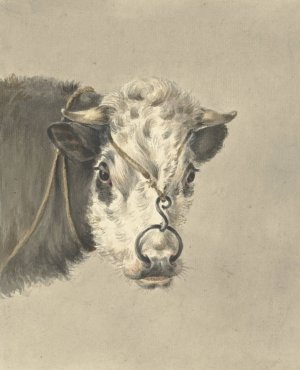 Kop van een koe, met een ring door de neus, van voren by Jean Bernard Oil Painting