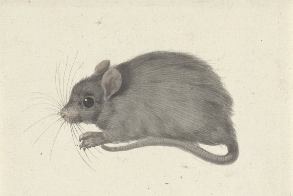 Muis, naar links  by Jean Bernard - Hand-Painted Oil Painting Reproduction