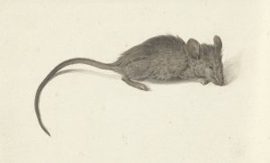 Muis, naar rechts by Jean Bernard Oil Painting