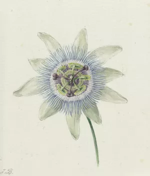 Passion Flower by Jean Bernard Oil Painting