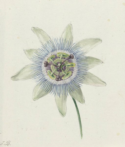 Passion Flower  by Jean Bernard - Hand-Painted Oil Painting Reproduction