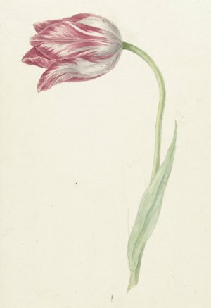 Pink Tulip by Jean Bernard Oil Painting