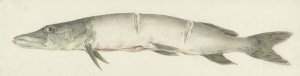 Snoek, met twee inkepingen op de rug by Jean Bernard Oil Painting