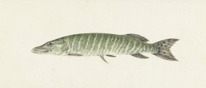 Snoek by Jean Bernard Oil Painting
