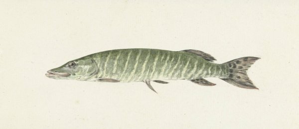 Snoek  by Jean Bernard - Hand-Painted Oil Painting Reproduction