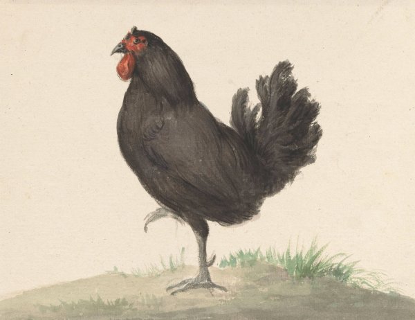 Staande zwarte kip  by Jean Bernard - Hand-Painted Oil Painting Reproduction