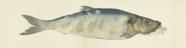Vis, deels vergaan  by Jean Bernard - Hand-Painted Oil Painting Reproduction