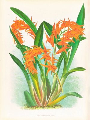 Ada aurantiaca by Jean Jules Linden Oil Painting