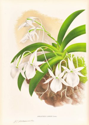 Aeranthus Leonis by Jean Jules Linden Oil Painting
